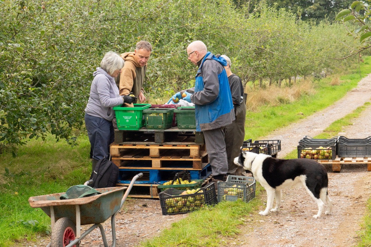 Volunteers sorting apples